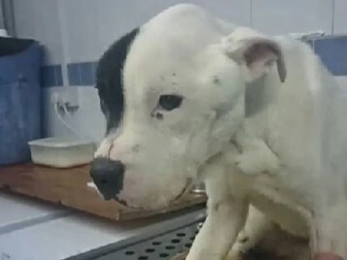 black and white dog in the house