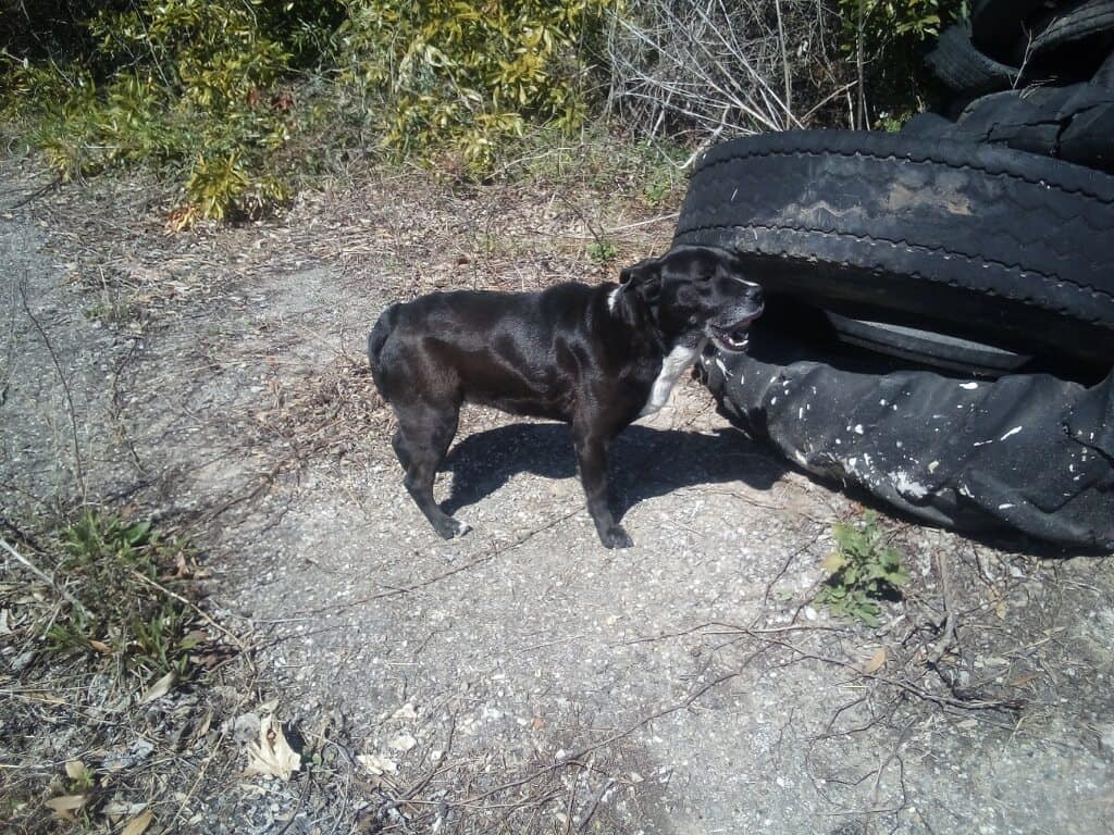 black dog and tires