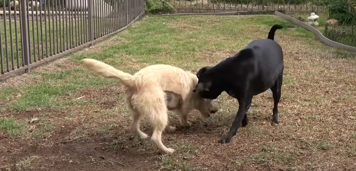 black dog and white dog