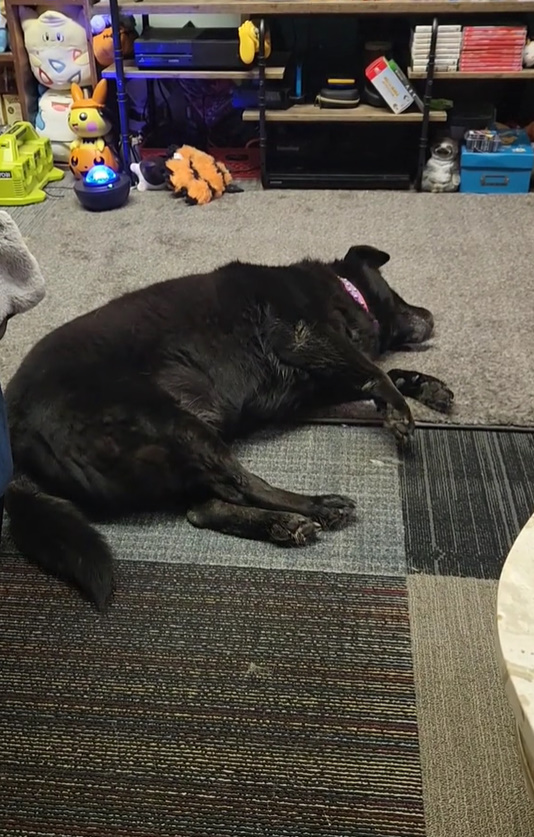 black dog laying at cat rescue