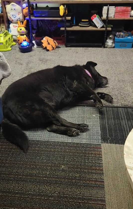 black dog laying at cat rescue