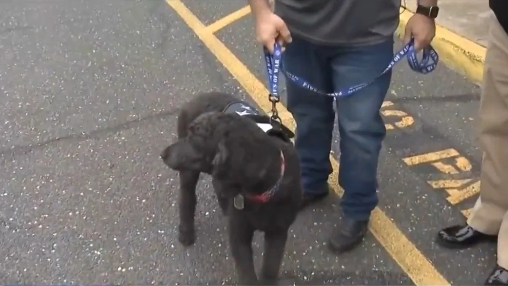 black dog on a leash