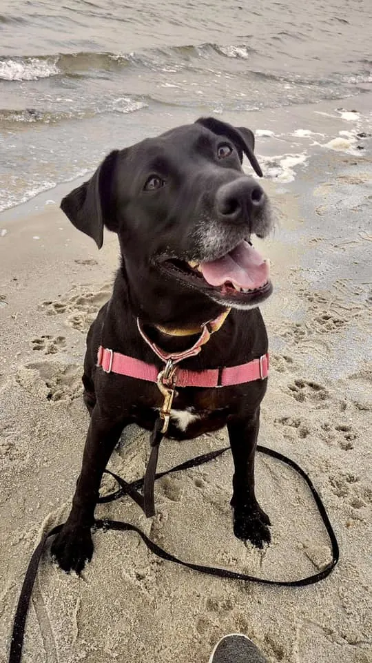 perro negro en la playa