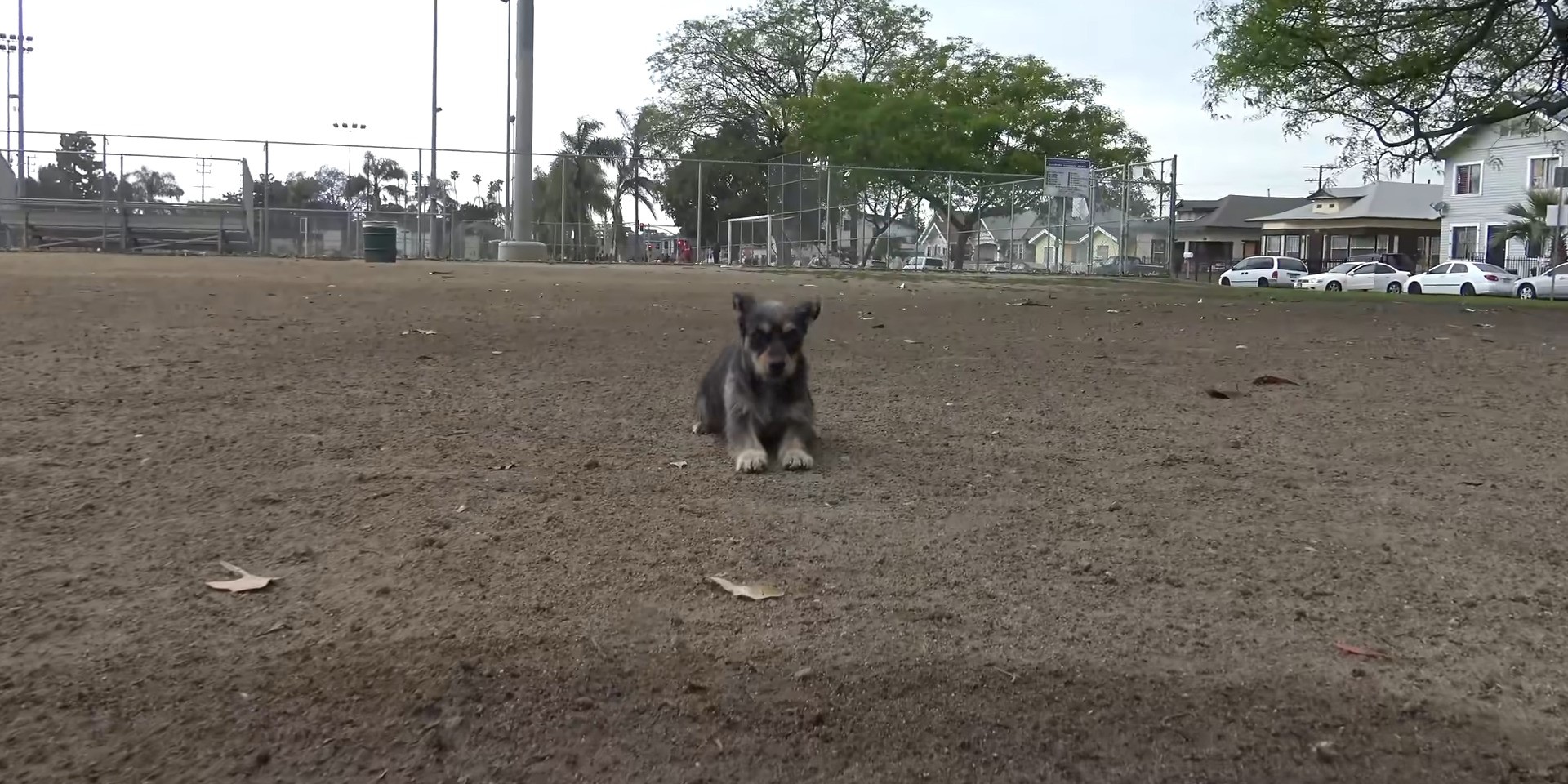 black dog sitting on a dirt