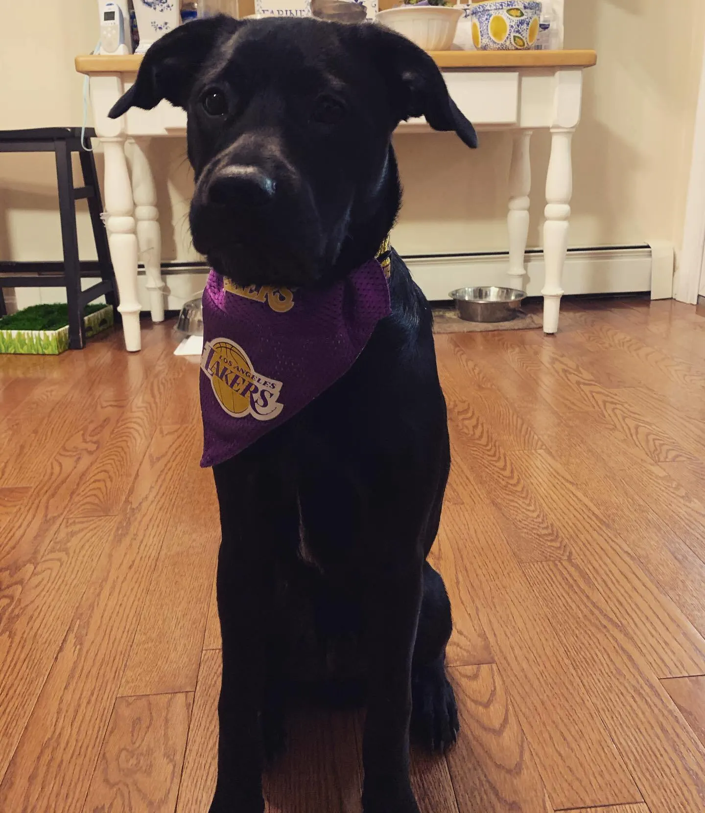 black-dog-with-lakers-scarf