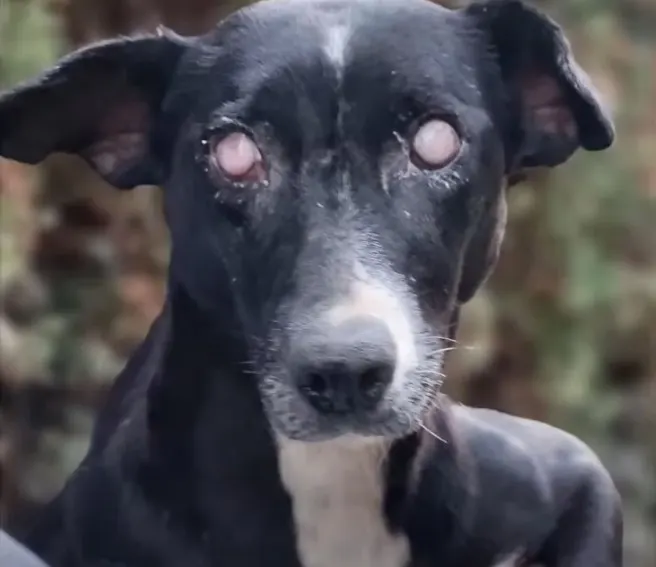 blind dog