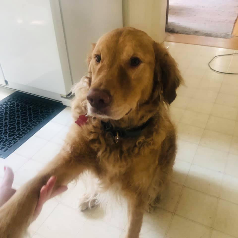 brown dog giving its paw to owner