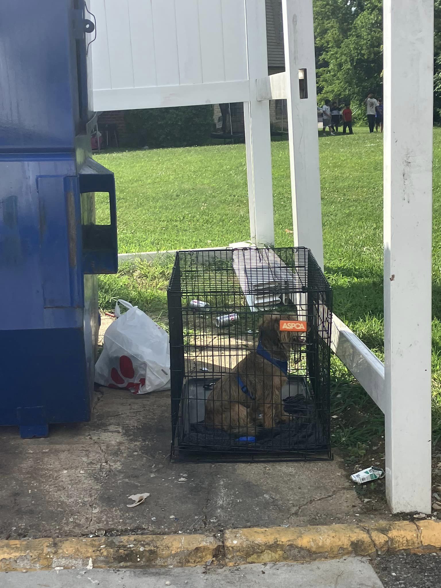 brown dog in a cage