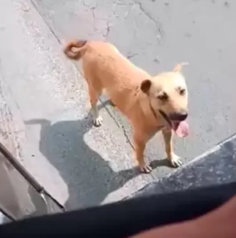 brown dog standing on the concrete