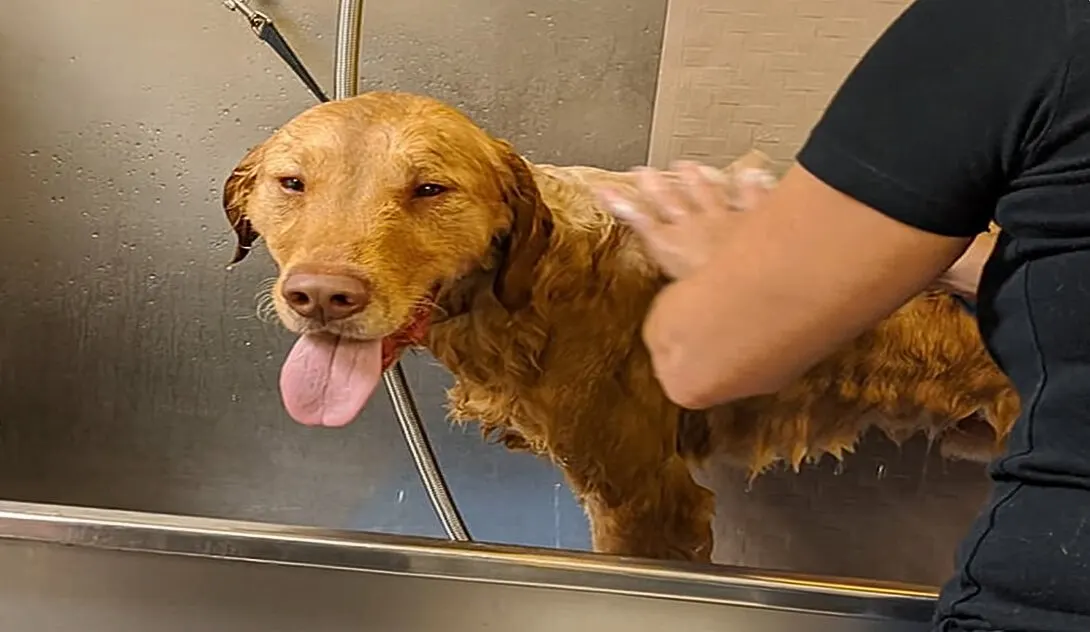 brown dog taking shower