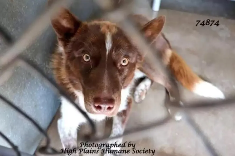 brown dog with big yellow eyes