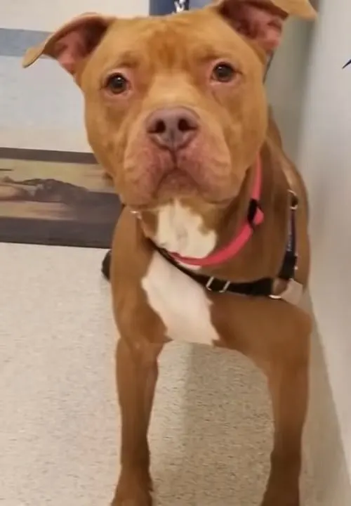 brown pit bull in the hall