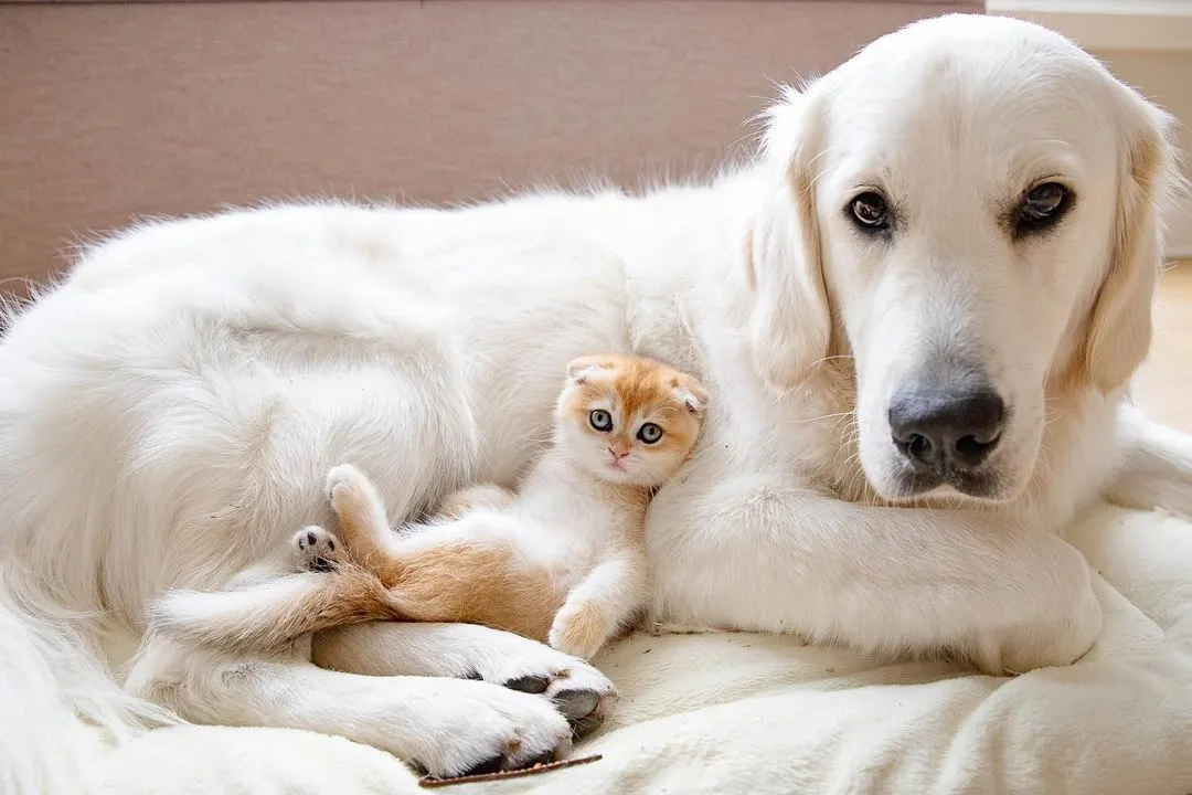 cat and dog lying