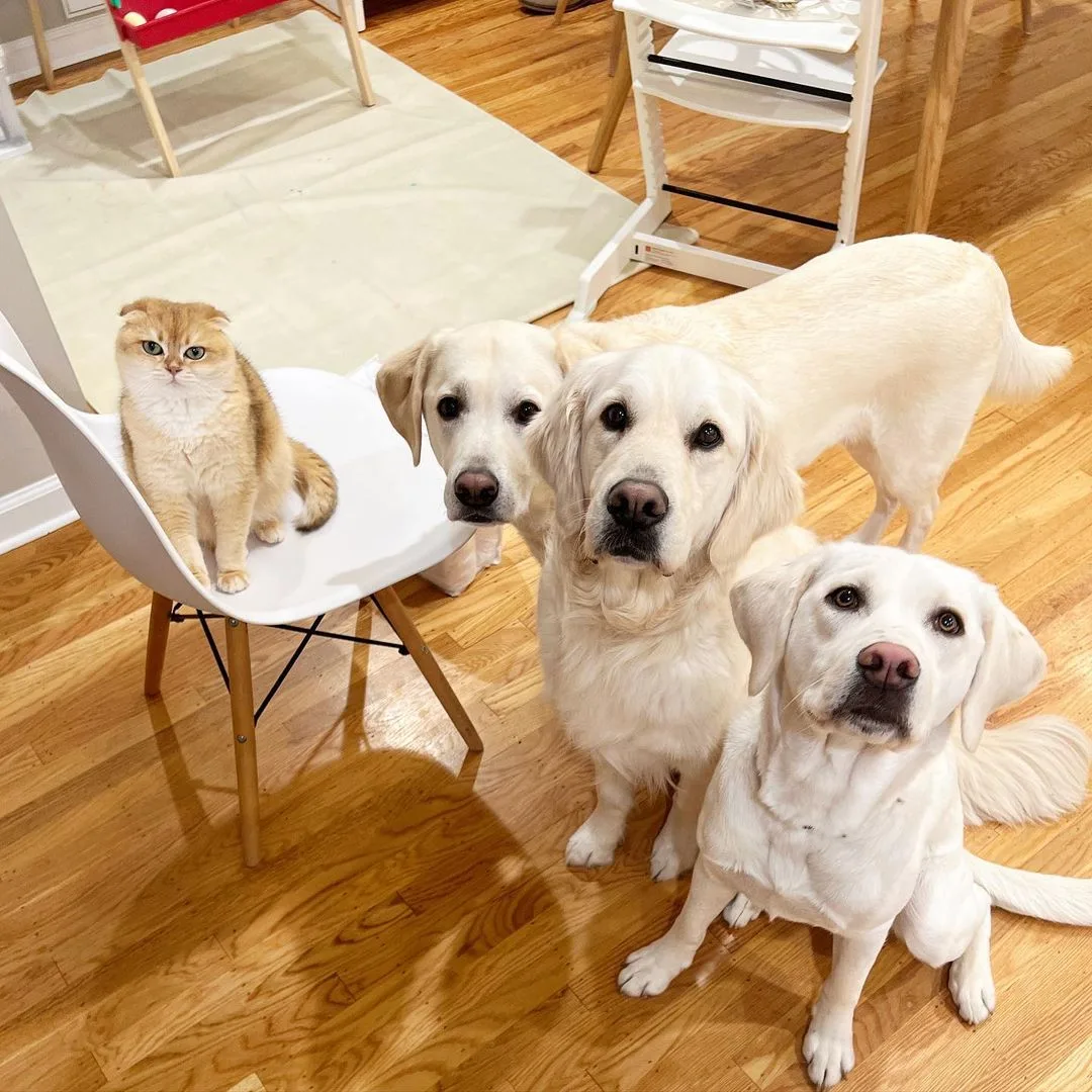 cat sitting in a chair next to three dogs