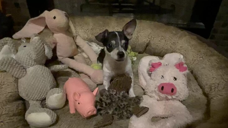 chihuahua puppy surrounded with toys