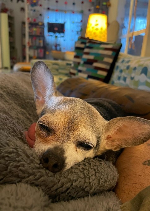 chihuahua sleeps with tongue out
