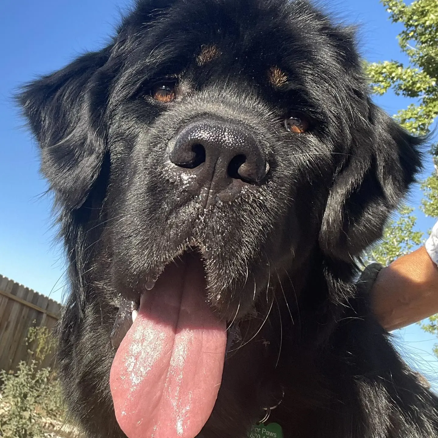 close-up photo of a big black dog