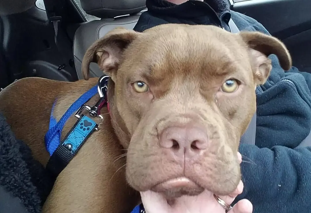 close-up photo of a dog in a car