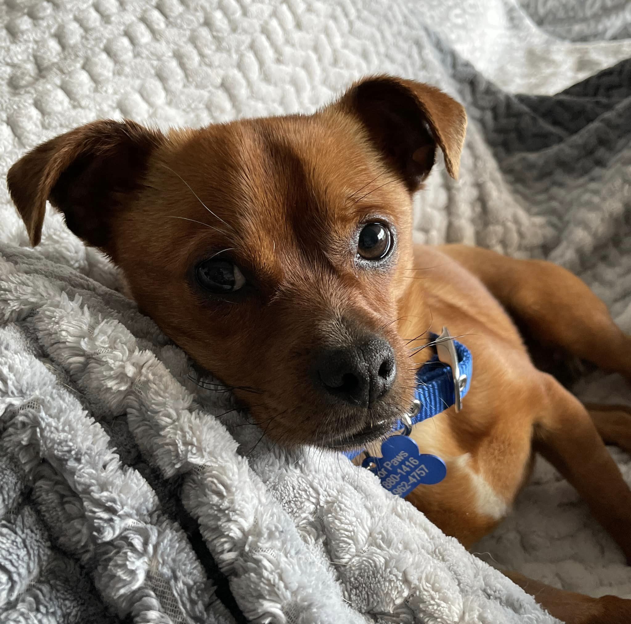 close-up photo of a dog lying