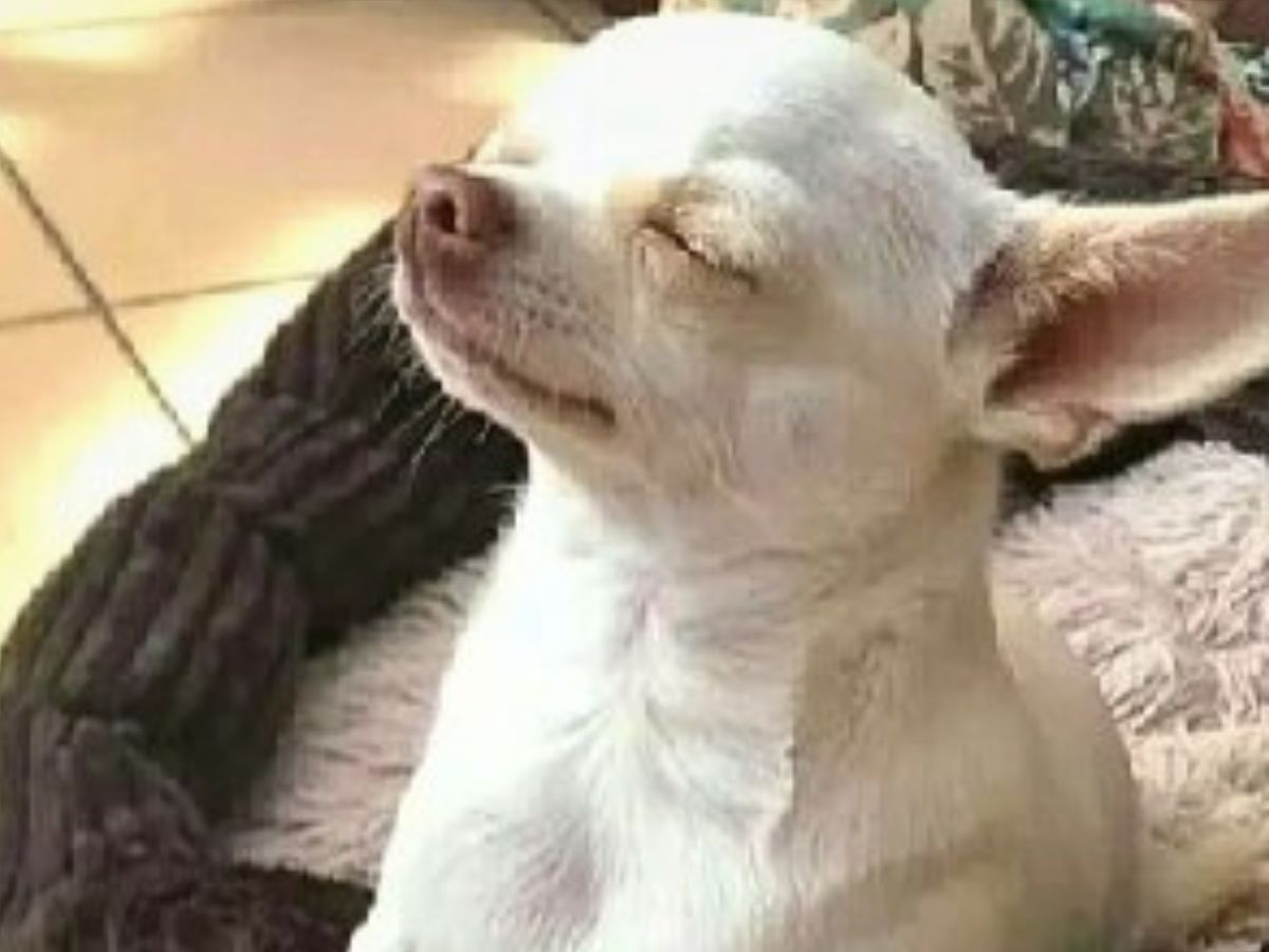 close-up photo of chihuahua with closed eyes