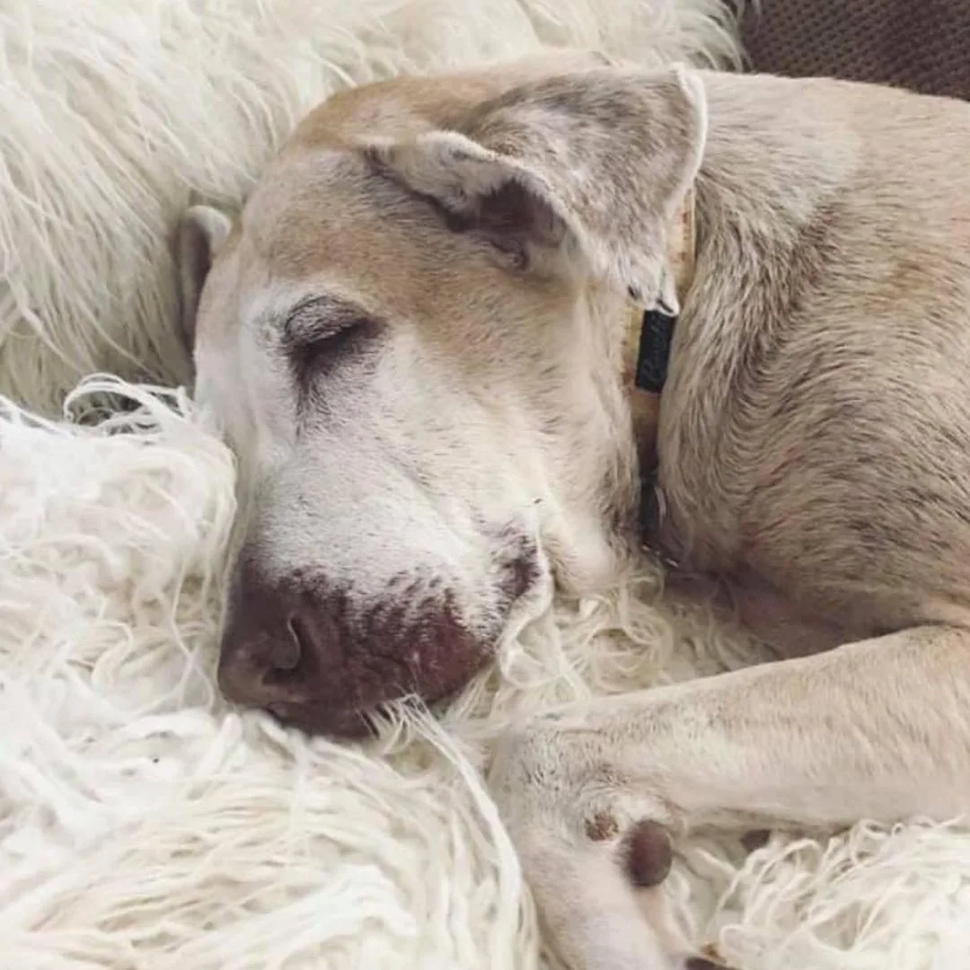 close-up photo of dog sleeping