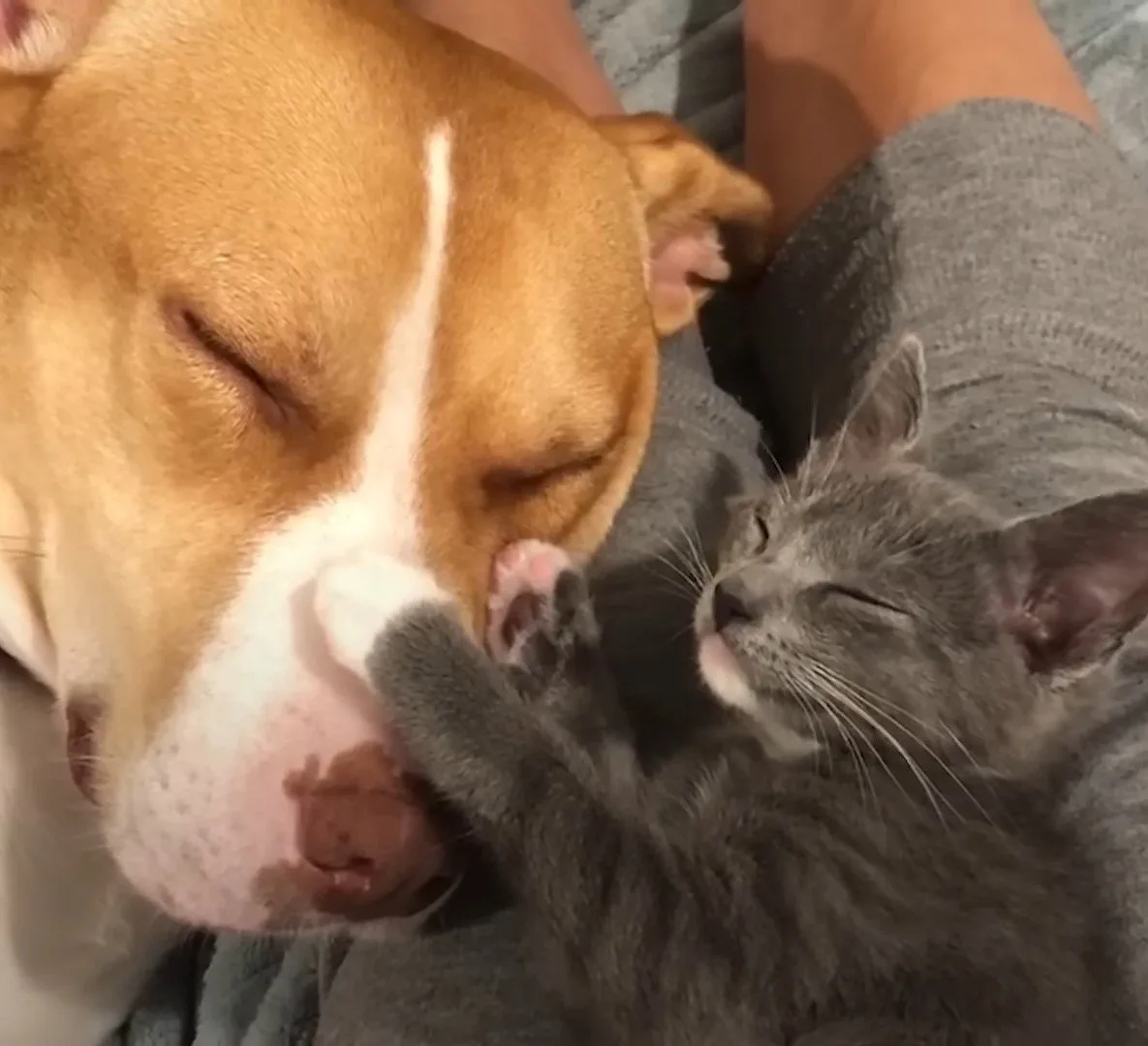 close-up photo of pittie and kitten
