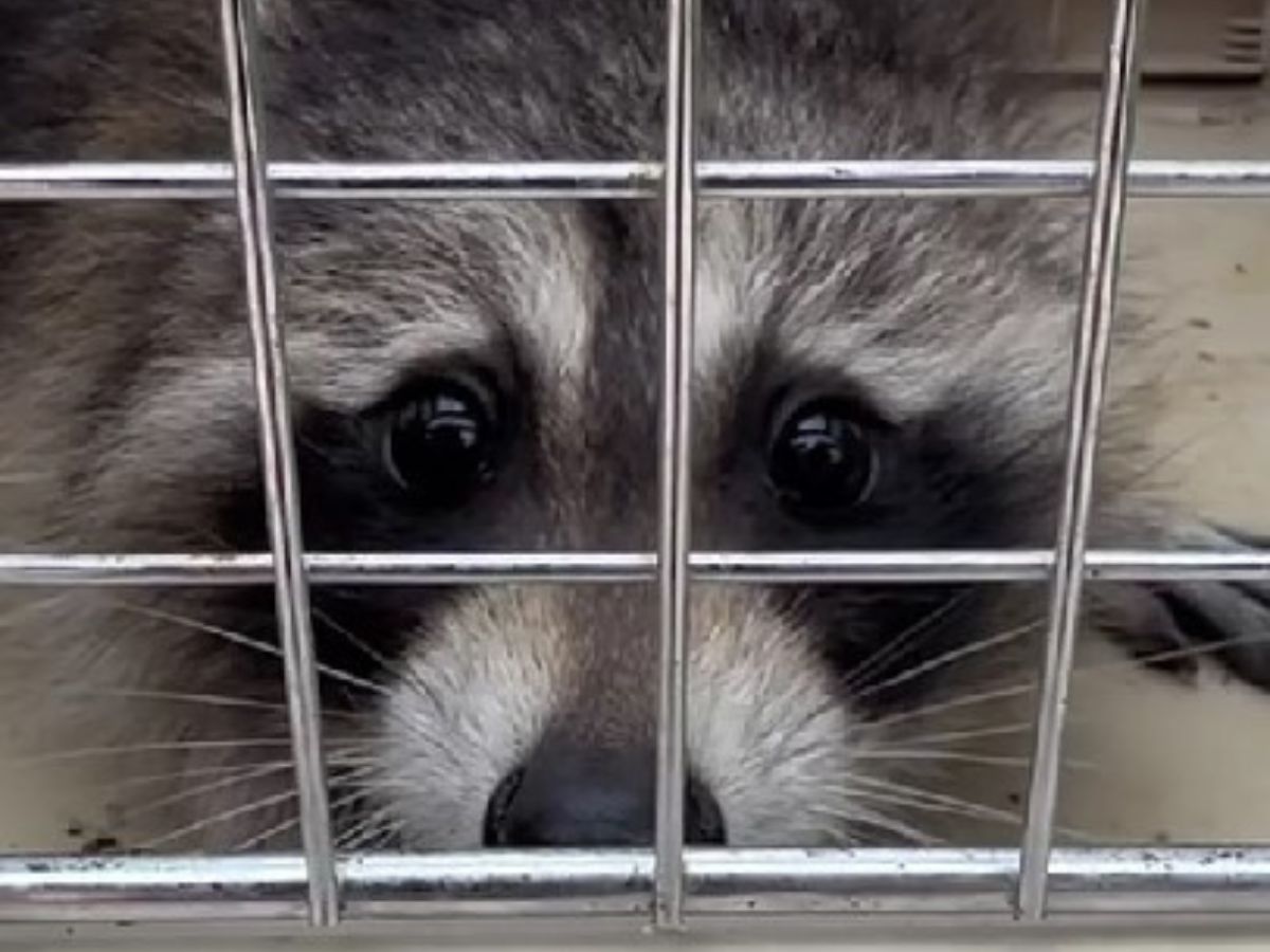 close-up photo of raccoon
