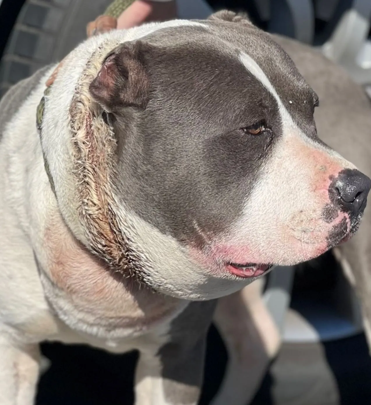 close-up photo of rescued dog