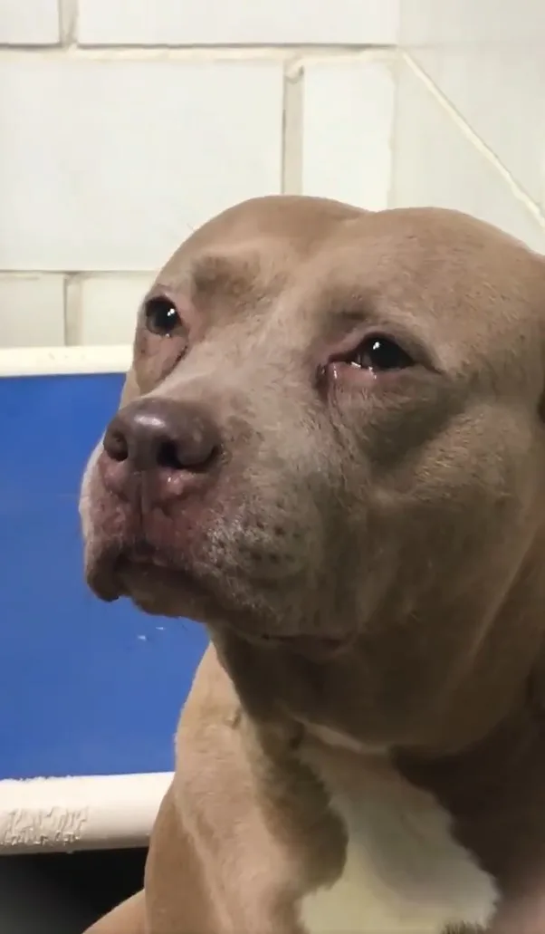 close-up photo of sad pitbull