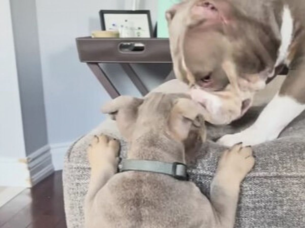 close-up photo of two dogs