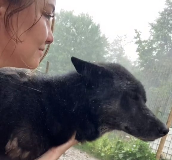 close-up photo of woman and wolfdog in rain