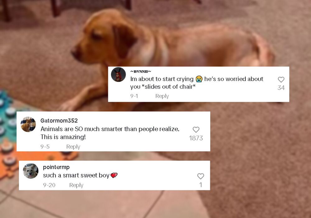 comments on a dogs video