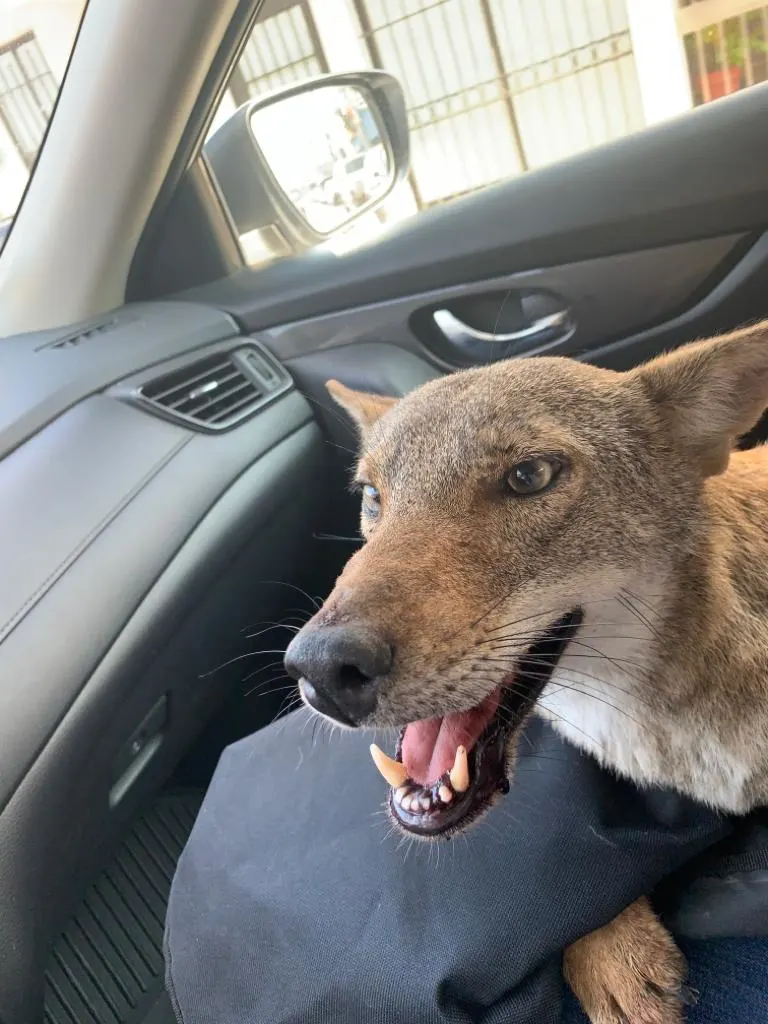 coyote en el auto