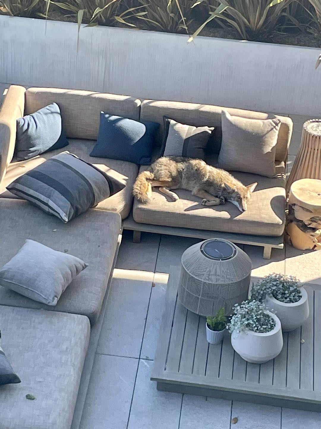 coyote on patio