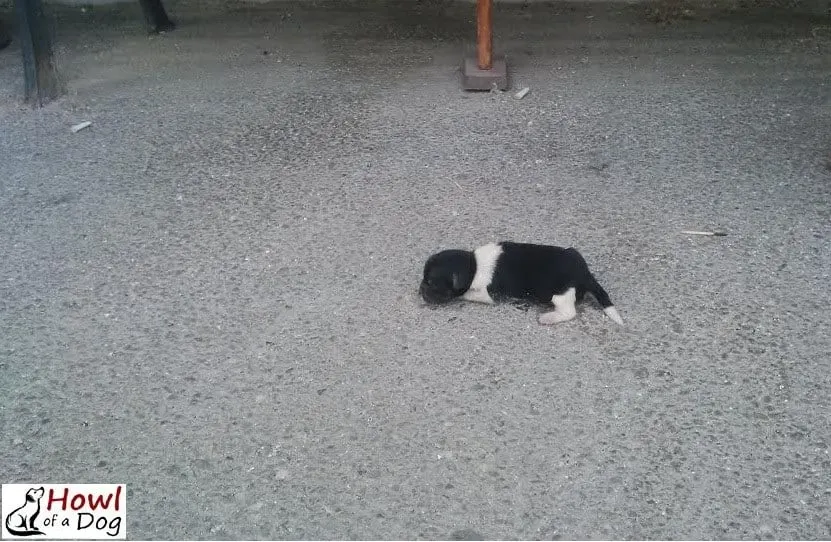cute abandoned puppy