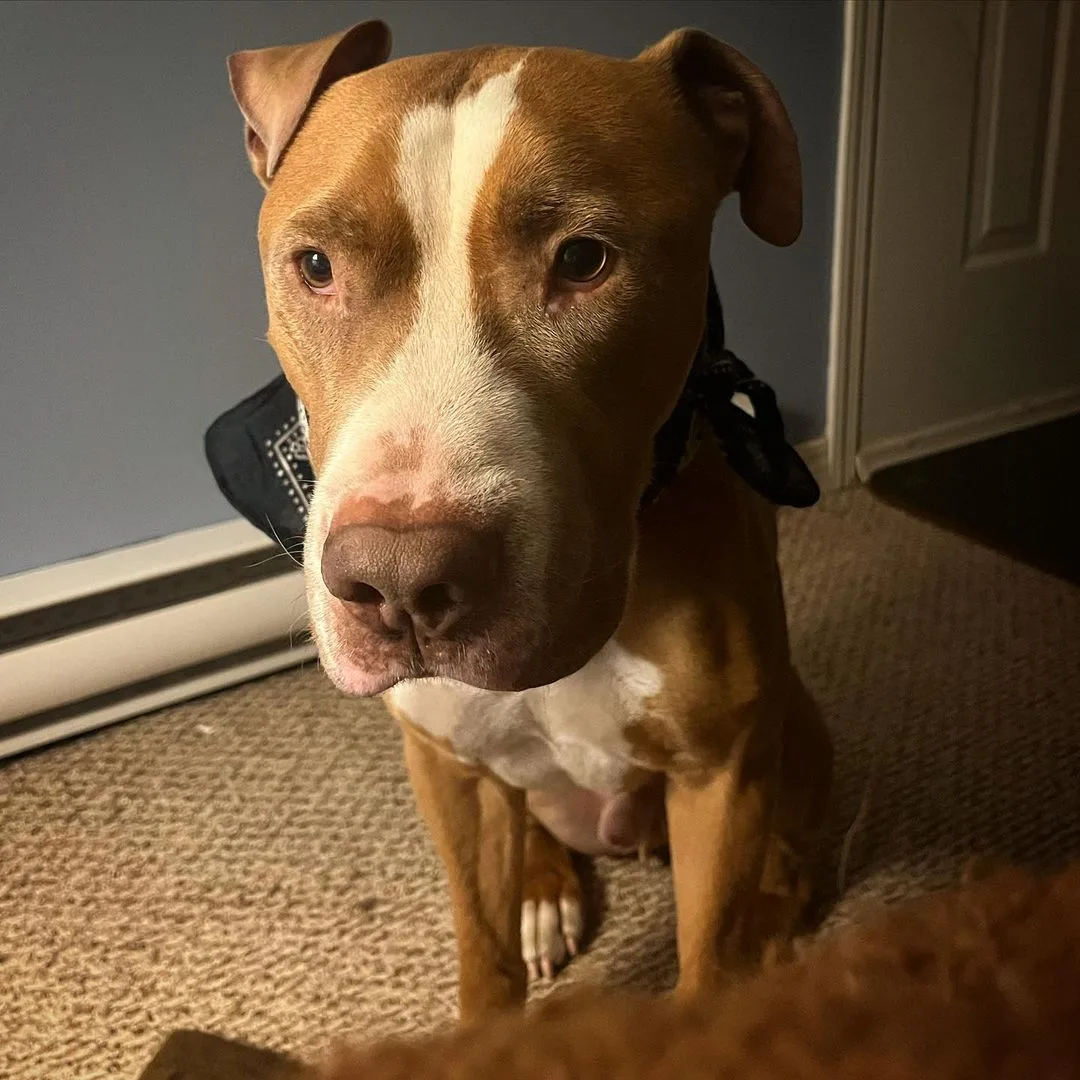 lindo pitbull marrón