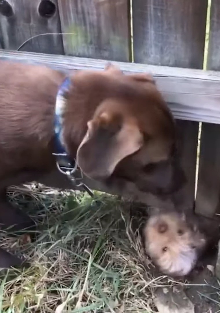 cute dog digs under the fence