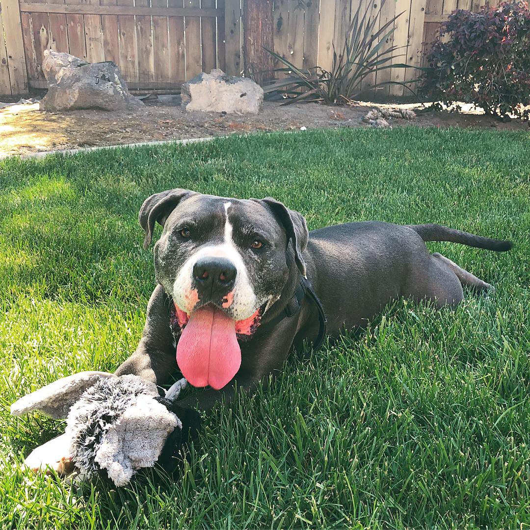 cute dog laying in the grass