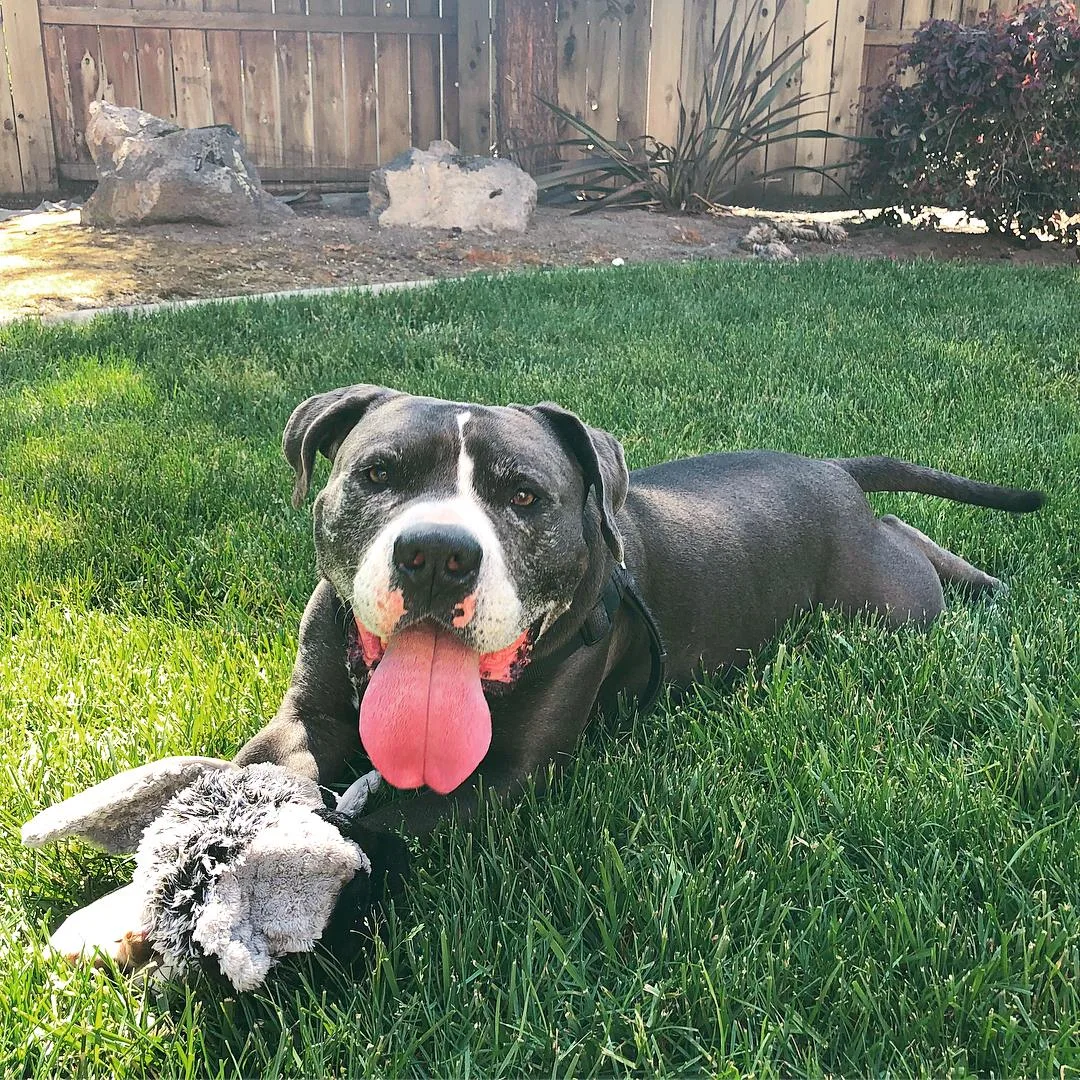 cute dog laying in the grass