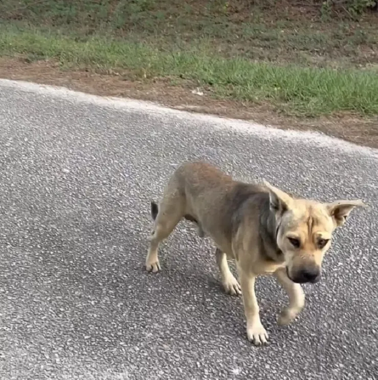 cute dog on a middle of the road
