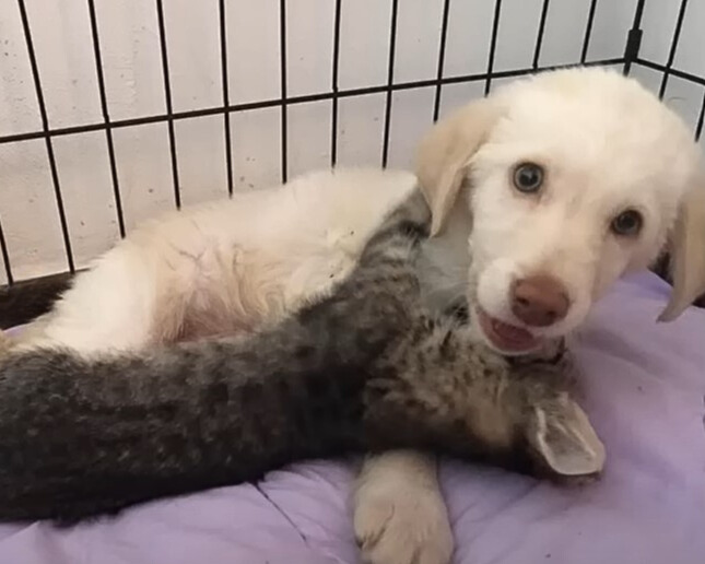 cute dog with cat playing
