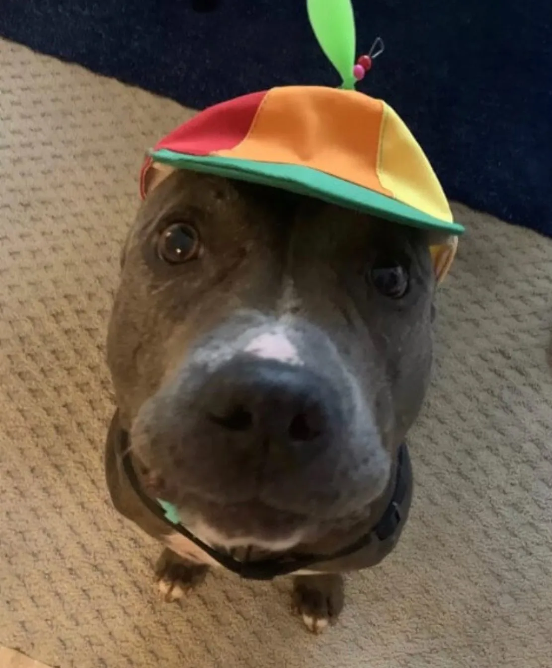 cute dog with hat on its head