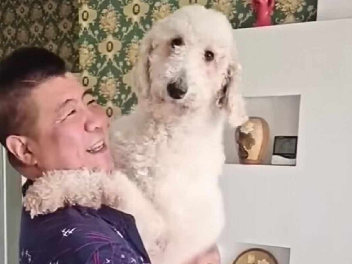cute poodle posing in the arms of a man