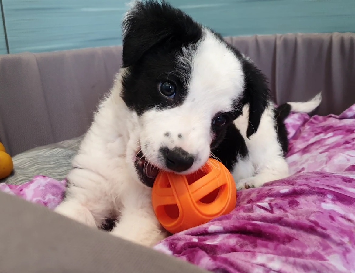 cute puppy biting a toy ball