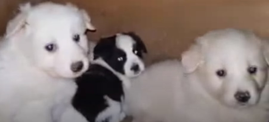 cute three puppies looking at the camera
