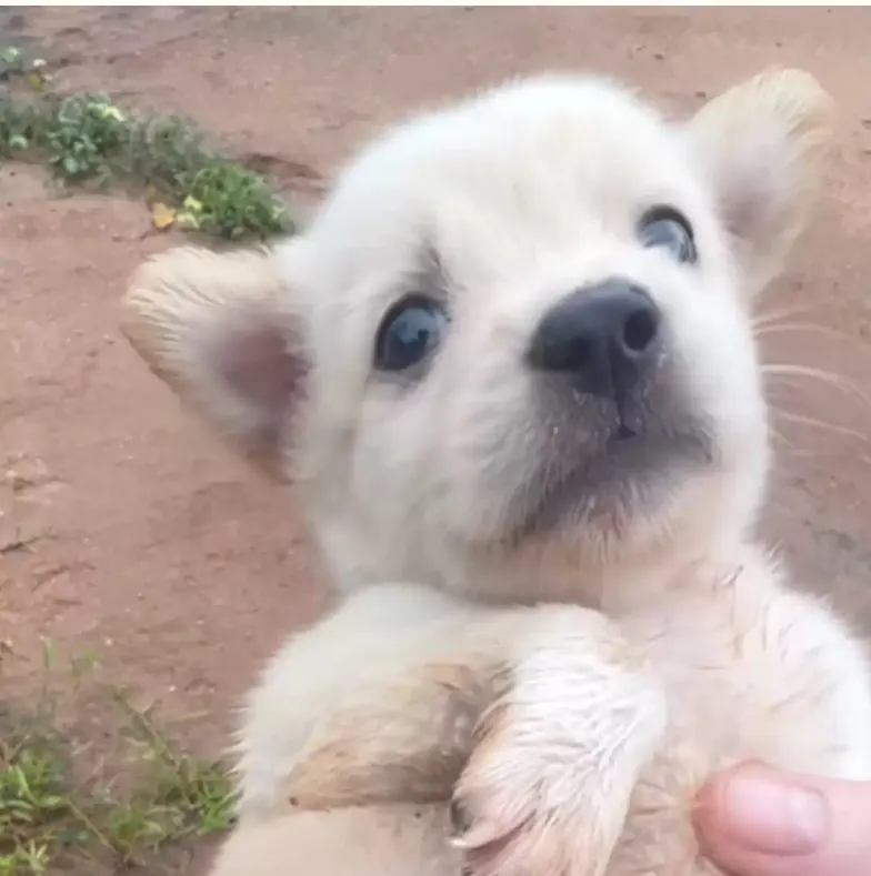 cute white puppy in man's hand