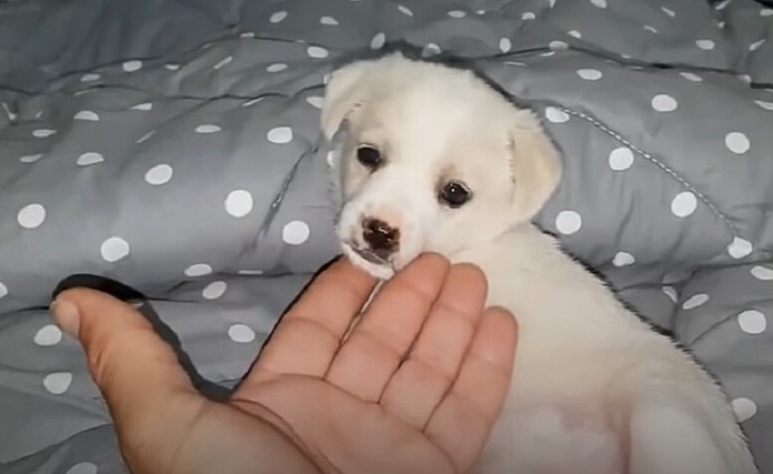 cute white puppy on the bed