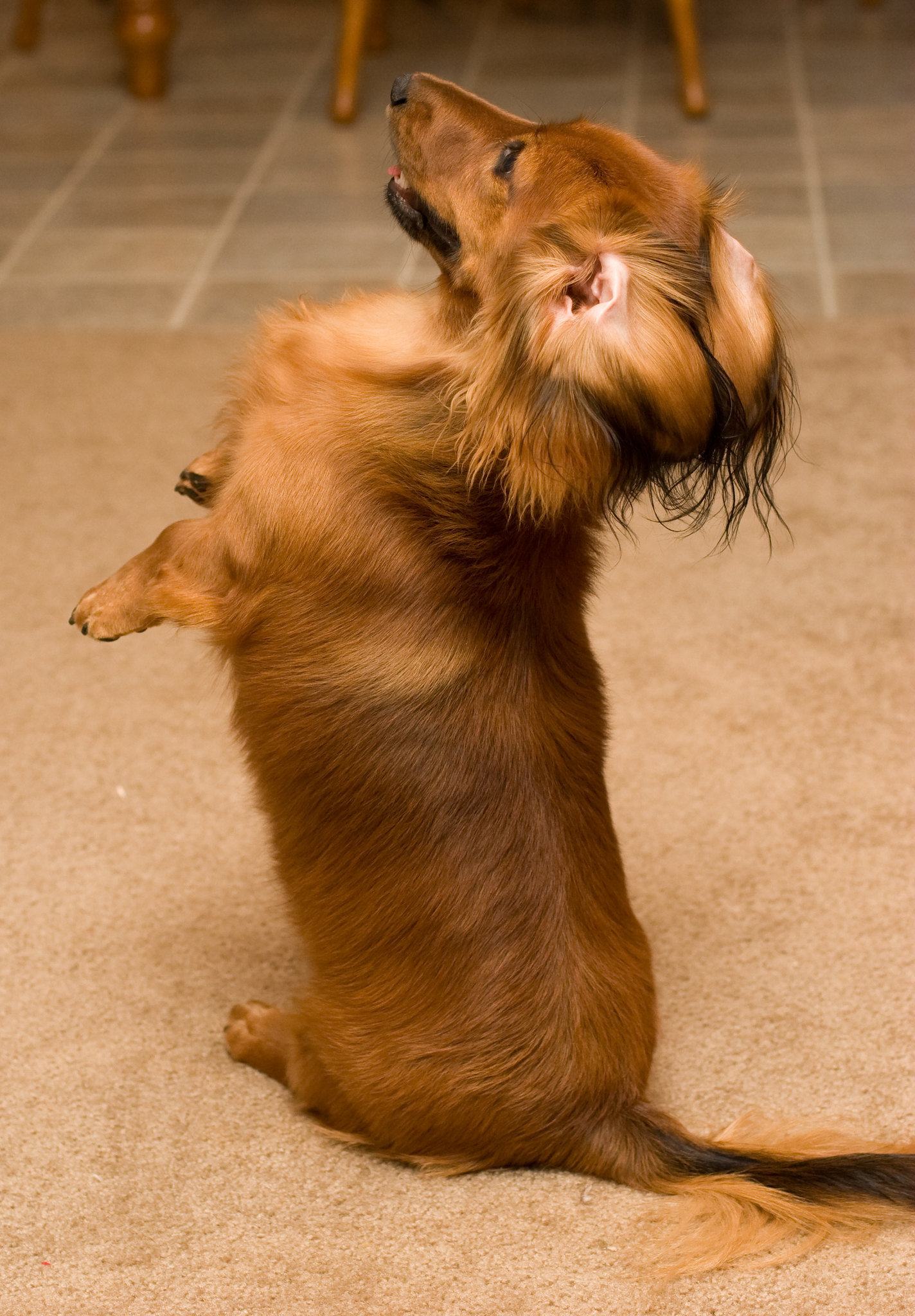 dachshund standing on its hind legs
