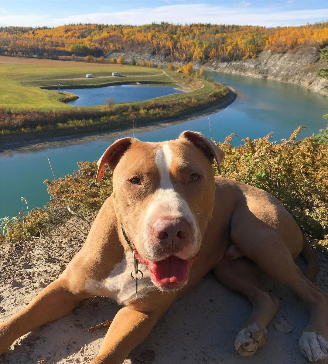 perro y hermosa vista detrás