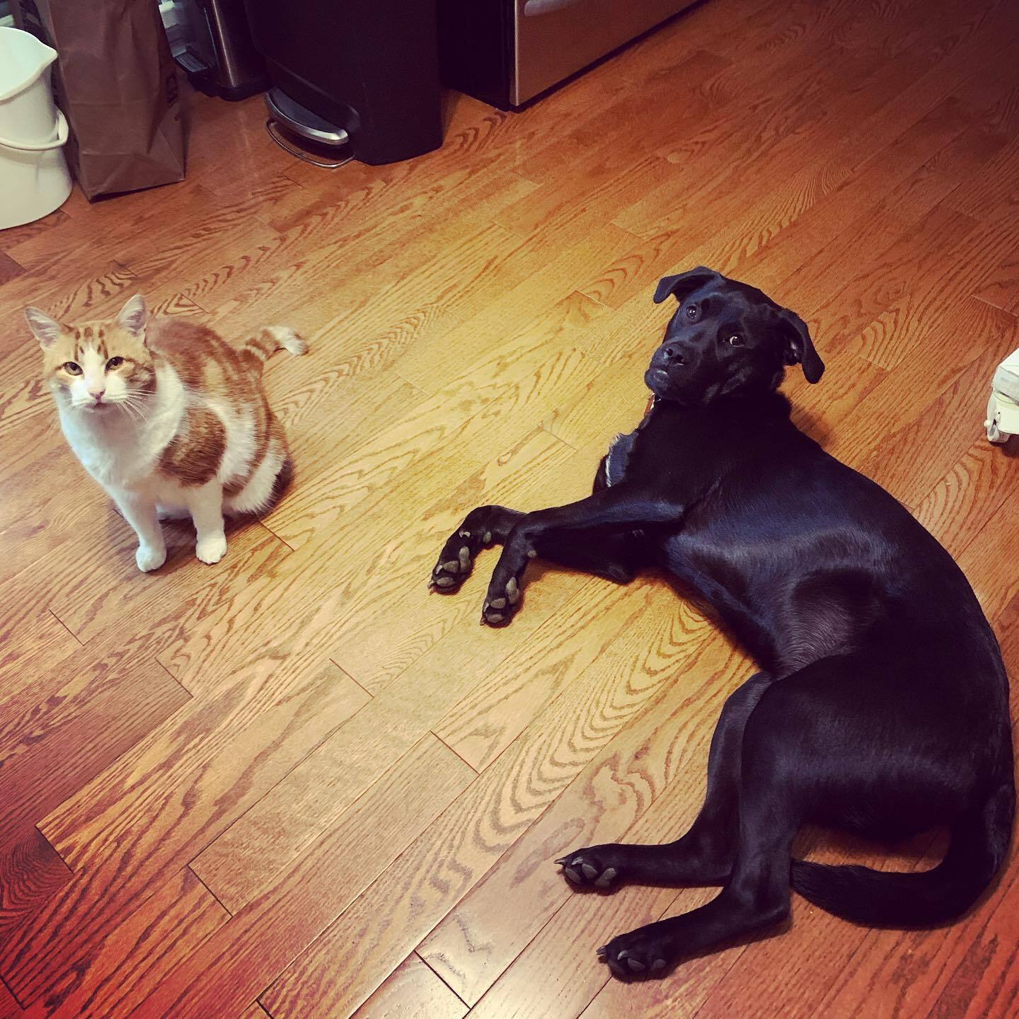 dog-and-cat-laying-on-the-floor
